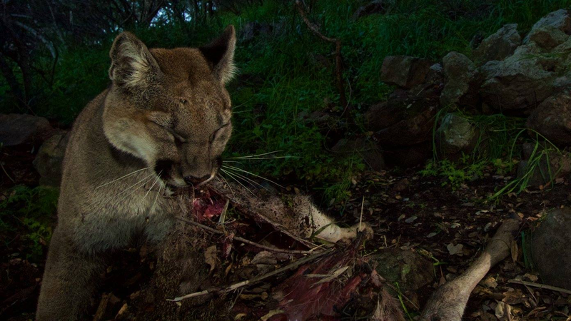 Illustration for article titled Oh Hai! Amazing Photos Capture LA's Newest Baby Mountain Lions